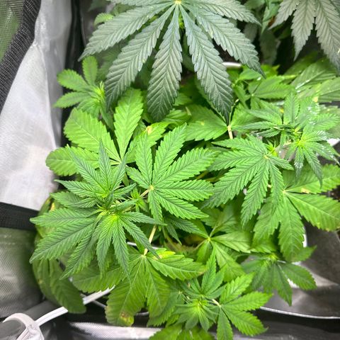 Maui Panama #3 growlog timeline photo