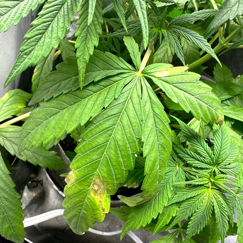 Maui Panama #3 growlog timeline photo