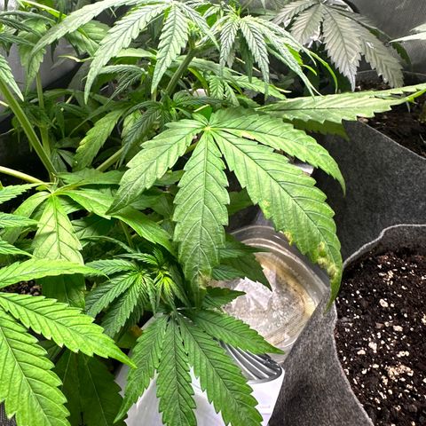 Maui Panama #3 growlog timeline photo