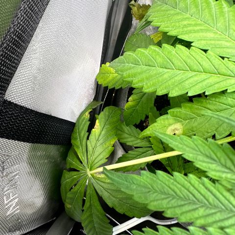 Maui Panama #3 growlog timeline photo