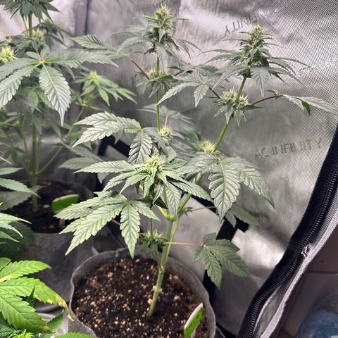 Fuegisima #1 growlog timeline photo