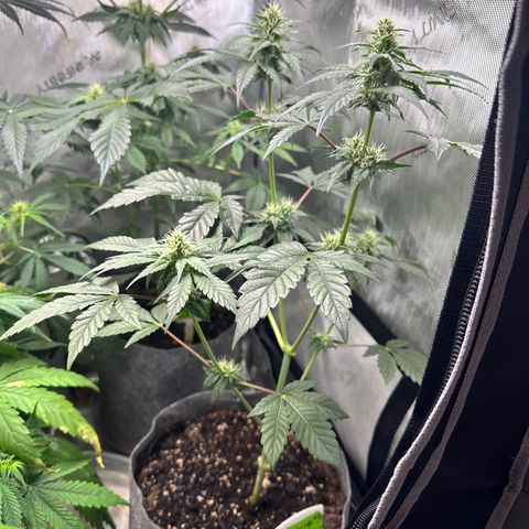 Fuegisima #1 growlog timeline photo