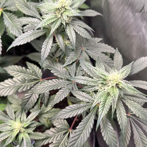 Fuegisima #1 growlog timeline photo