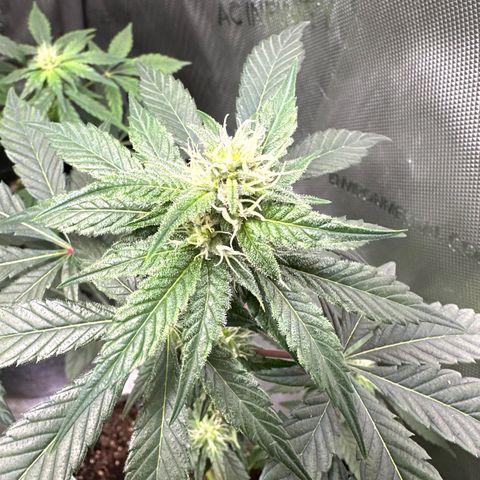 Fuegisima #1 growlog timeline photo