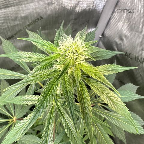 Fuegisima #2 growlog timeline photo