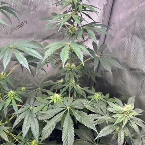 Fuegisima #2 growlog timeline photo