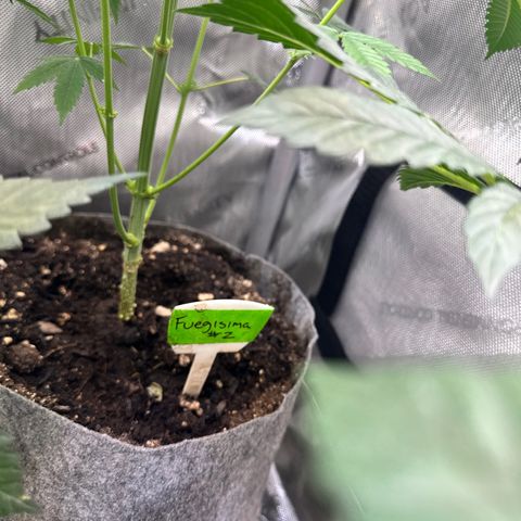 Fuegisima #2 growlog timeline photo