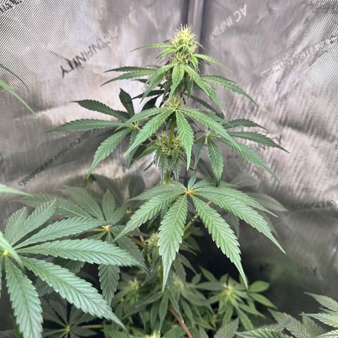 Fuegisima #2 growlog timeline photo