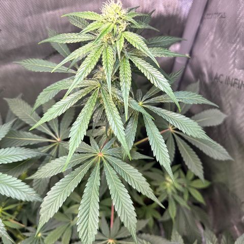 Fuegisima #2 growlog timeline photo