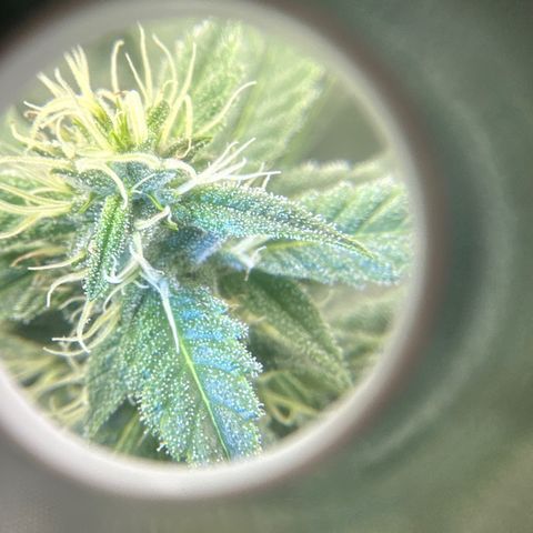 Lemore’ growlog timeline photo