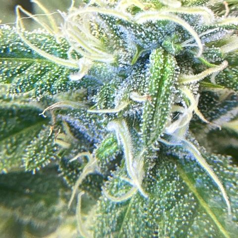 Lemore’ growlog timeline photo