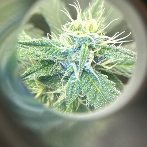 Lemore’ growlog timeline photo