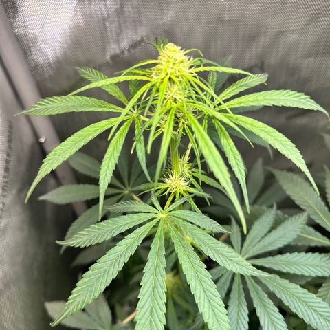 Maui Panama #2 growlog timeline photo