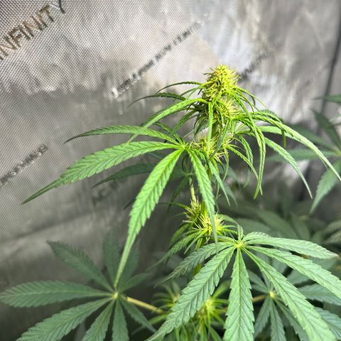 Maui Panama #2 growlog timeline photo