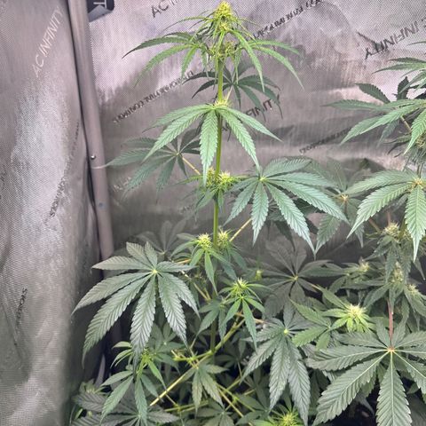 Maui Panama #2 growlog timeline photo