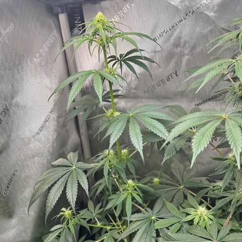 Maui Panama #2 growlog timeline photo