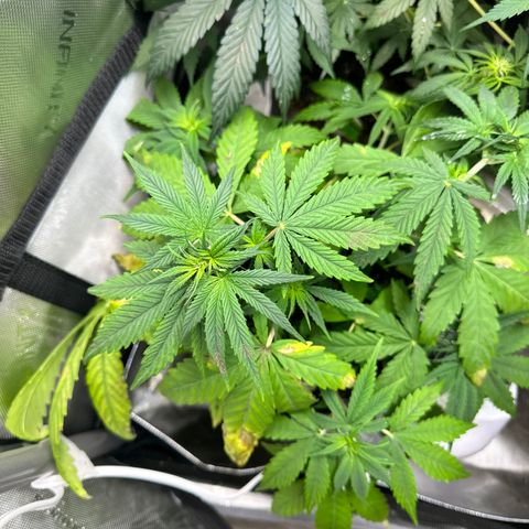 Maui Panama #3 growlog timeline photo