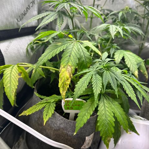 Maui Panama #3 growlog timeline photo