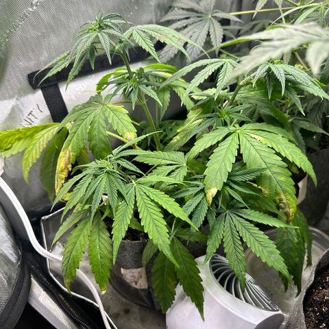Maui Panama #3 growlog timeline photo