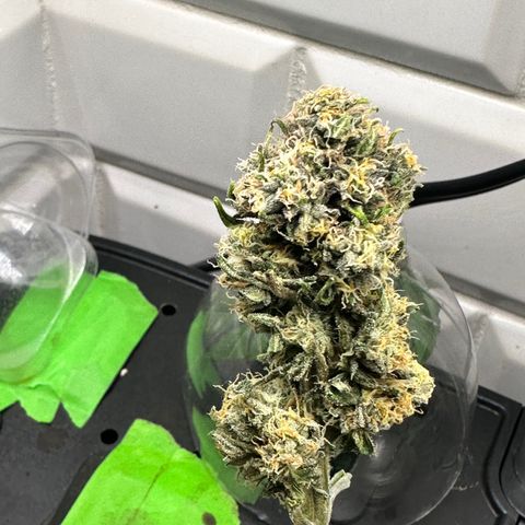 Lemore’ growlog timeline photo