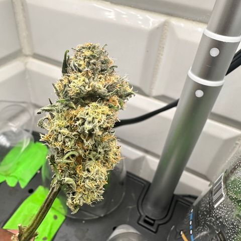 Lemore’ growlog timeline photo
