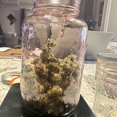 Lemore’ growlog timeline photo