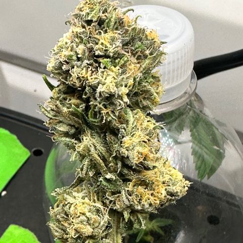 Lemore’ growlog timeline photo