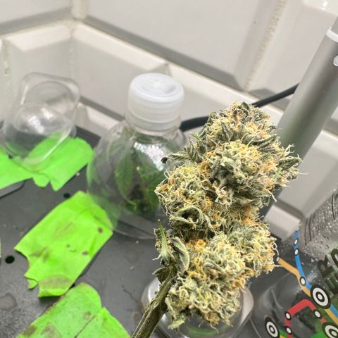 Lemore’ growlog timeline photo