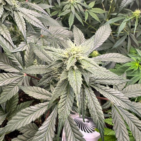 Fuegisima #1 growlog photo: Growing healthy, terms are shining like diamonds