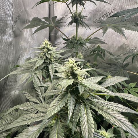 Fuegisima #1 growlog photo: Growing healthy, terms are shining like diamonds