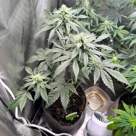 Fuegisima #1 growlog photo: Growing healthy, terms are shining like diamonds