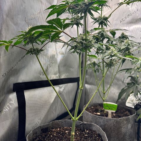 Fuegisima #1 growlog photo: Growing healthy, terms are shining like diamonds