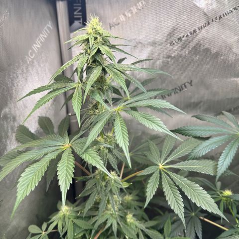 Fuegisima #2 growlog photo: Stretch has subsided. Terms are glowing 