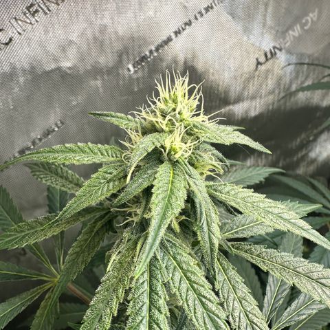 Fuegisima #2 growlog photo: Stretch has subsided. Terms are glowing 