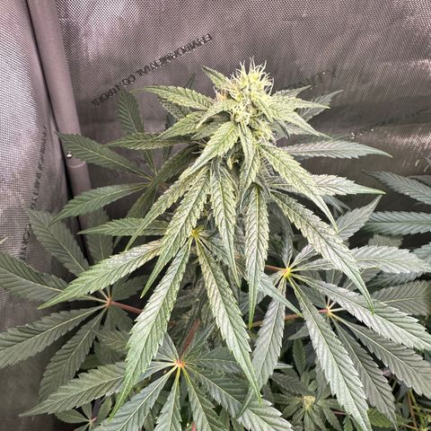 Fuegisima #2 growlog photo: Stretch has subsided. Terms are glowing 