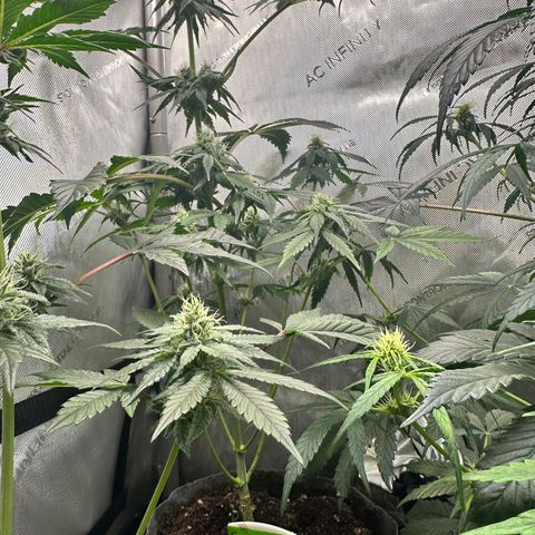 Fuegisima #2 growlog photo: Stretch has subsided. Terms are glowing 