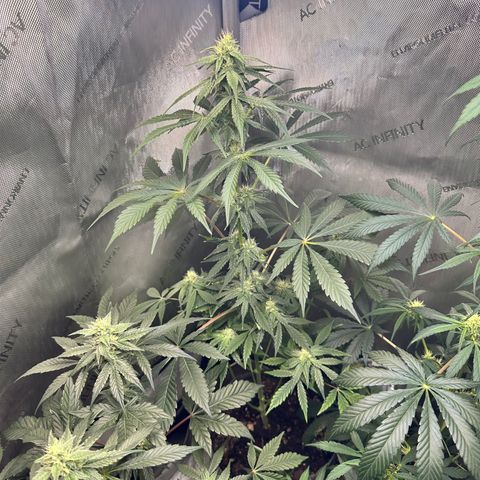Fuegisima #2 growlog photo: Stretch has subsided. Terms are glowing 