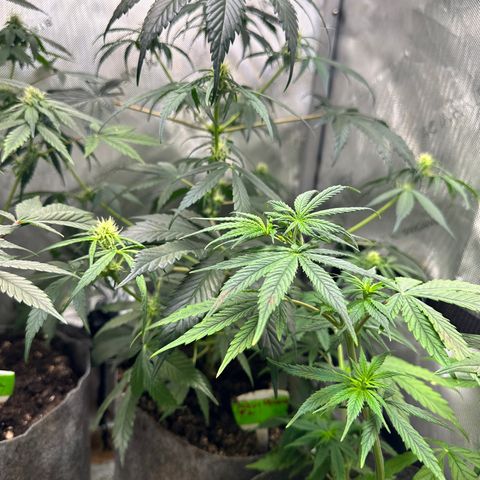 Maui Panama #2 growlog photo: Still stretching. Now an inch away from light. Looks very healthy 