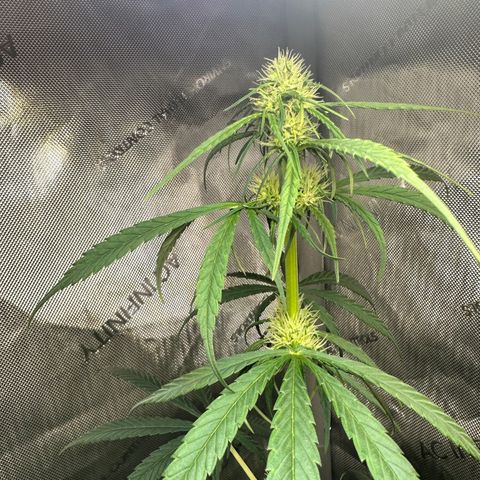 Maui Panama #2 growlog photo: Still stretching. Now an inch away from light. Looks very healthy 