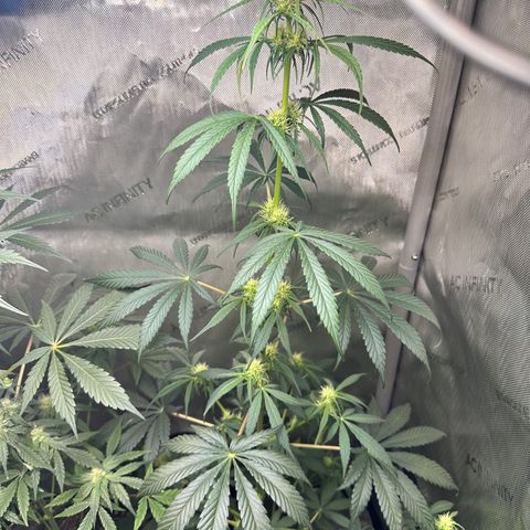 Maui Panama #2 growlog photo: Still stretching. Now an inch away from light. Looks very healthy 