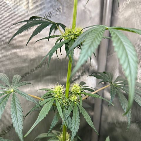Maui Panama #2 growlog photo: Still stretching. Now an inch away from light. Looks very healthy 