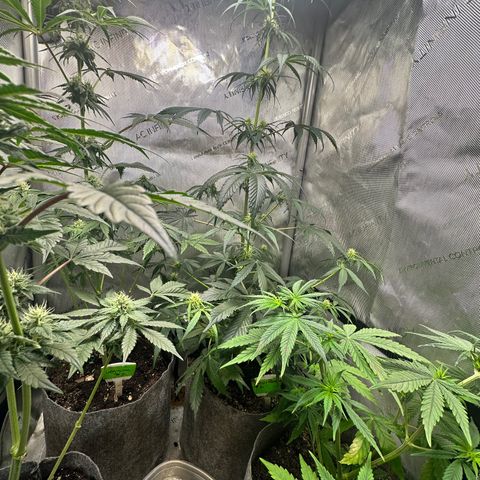 Maui Panama #2 growlog photo: Still stretching. Now an inch away from light. Looks very healthy 