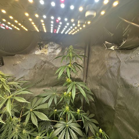 Maui Panama #2 growlog photo: Still stretching. Now an inch away from light. Looks very healthy 