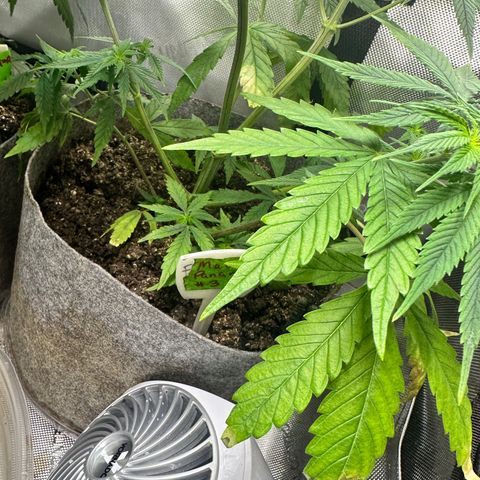 Maui Panama #3 growlog photo: Soil is drying out. Will wait one more day to feed. Will monitor new growth for deficiencies. No pistol yet