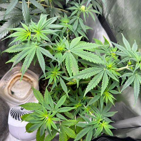 Maui Panama #3 growlog photo: Soil is drying out. Will wait one more day to feed. Will monitor new growth for deficiencies. No pistol yet