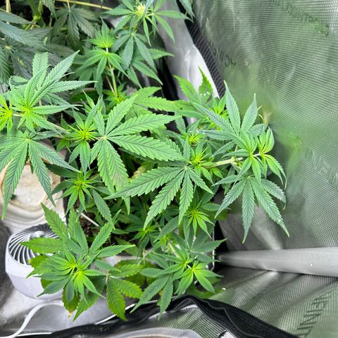 Maui Panama #3 growlog photo: Soil is drying out. Will wait one more day to feed. Will monitor new growth for deficiencies. No pistol yet