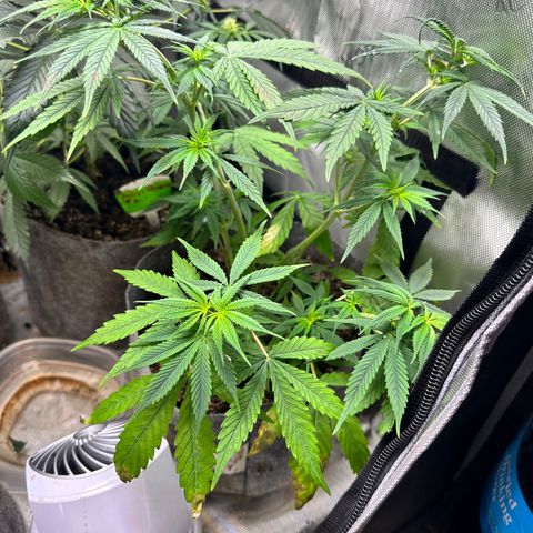 Maui Panama #3 growlog photo: Soil is drying out. Will wait one more day to feed. Will monitor new growth for deficiencies. No pistol yet