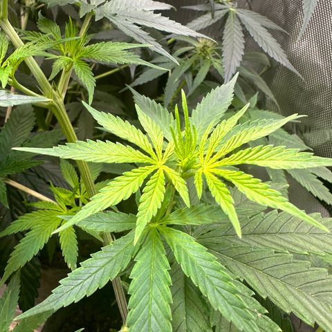 Maui Panama #3 growlog timeline photo
