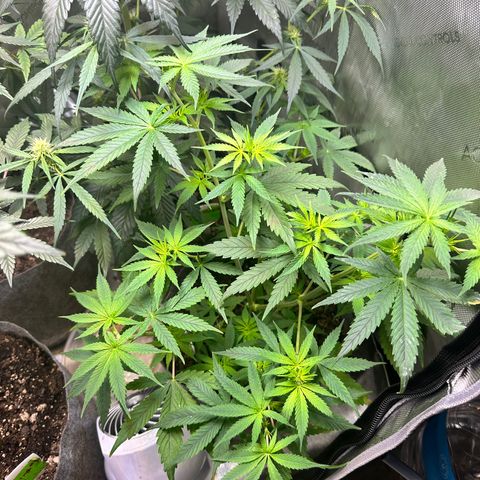 Maui Panama #3 growlog timeline photo