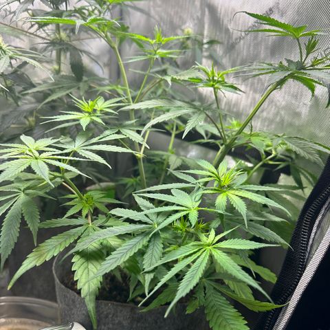 Maui Panama #3 growlog timeline photo